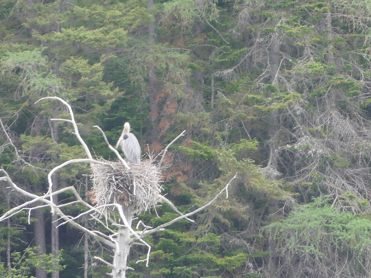 Great Blue Heron - claudine lafrance cohl