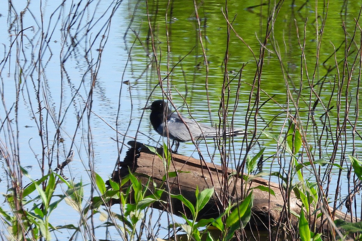 Black Tern - Betty Lou Peckham