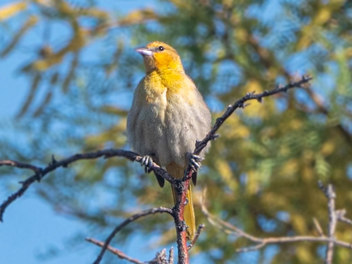 Bullock's Oriole - Kurt Buzard