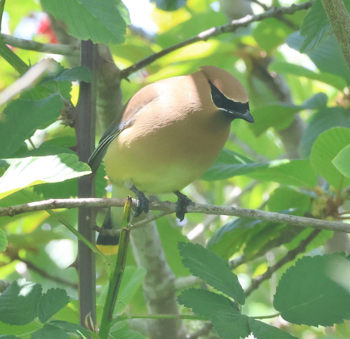 Cedar Waxwing - ML619469805