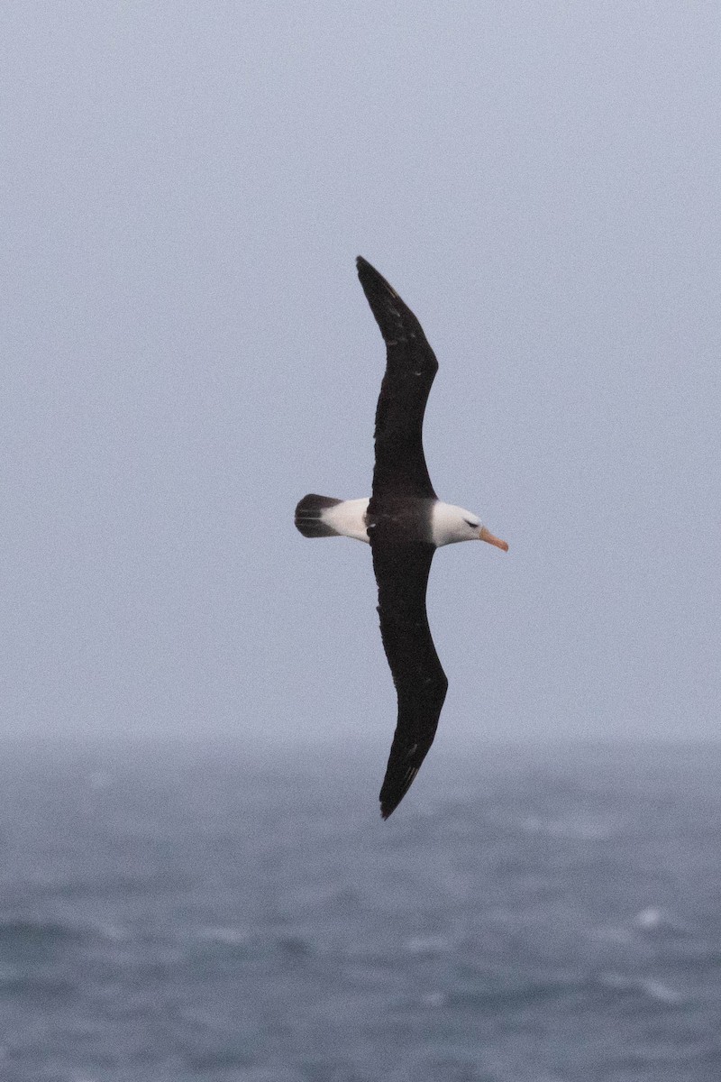 Black-browed Albatross - Denis Corbeil