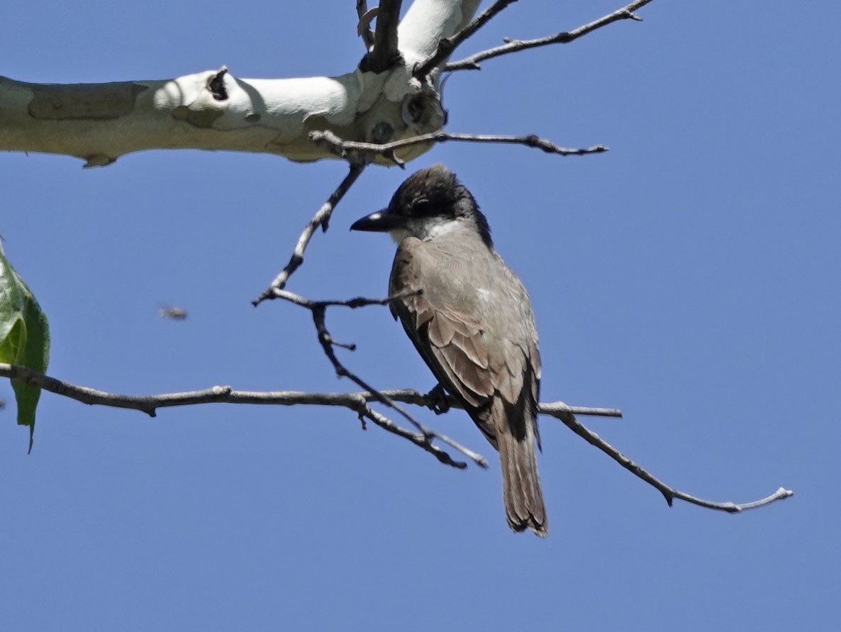 Thick-billed Kingbird - Cathy Beck