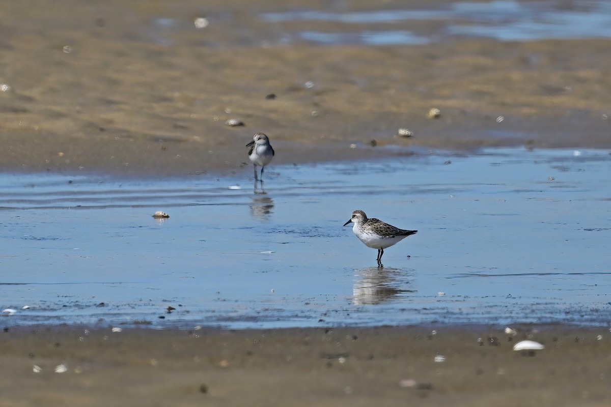 Semipalmated Sandpiper - Eileen Gibney