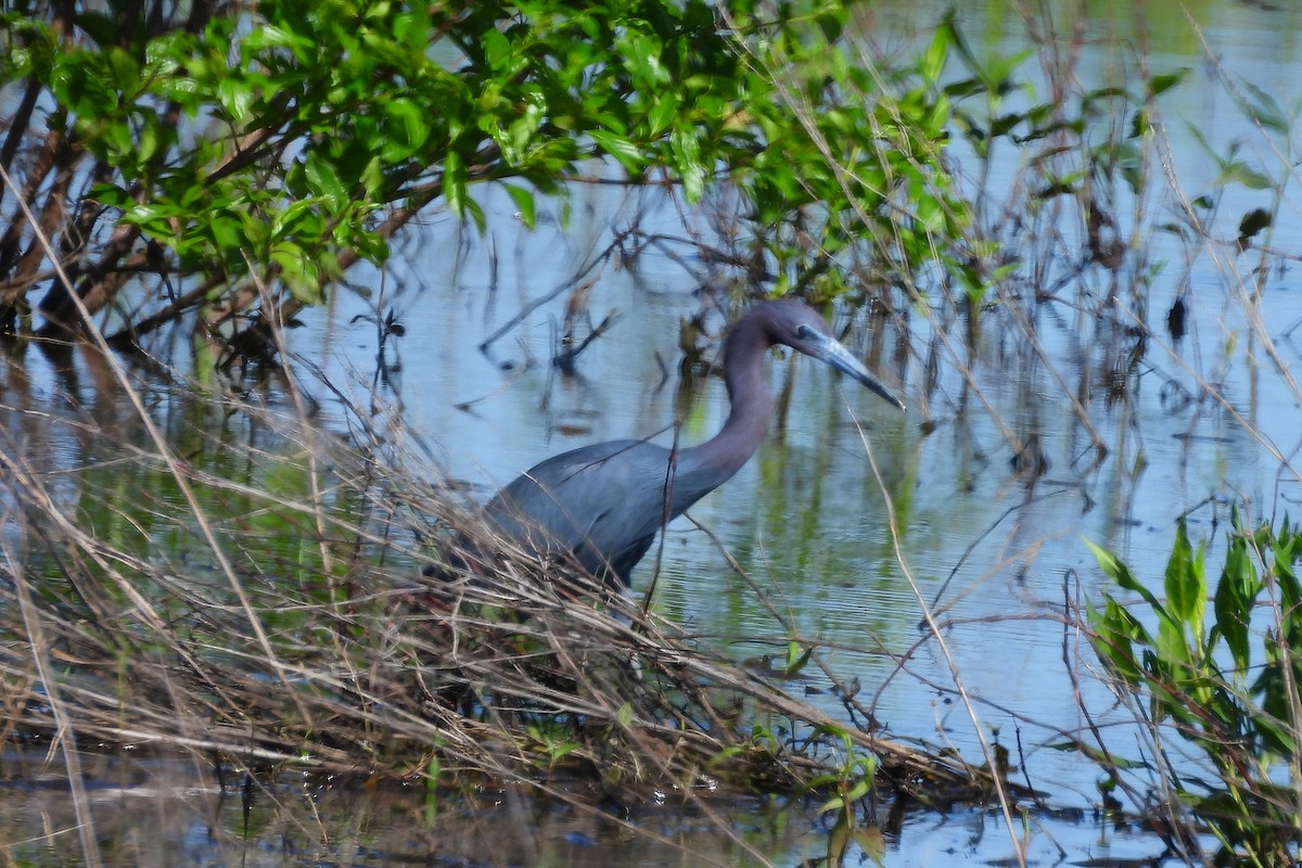 Little Blue Heron - Betty Lou Peckham