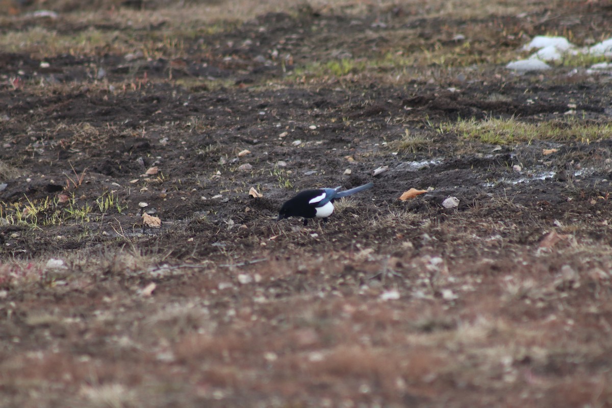 Black-billed Magpie - ML619469819