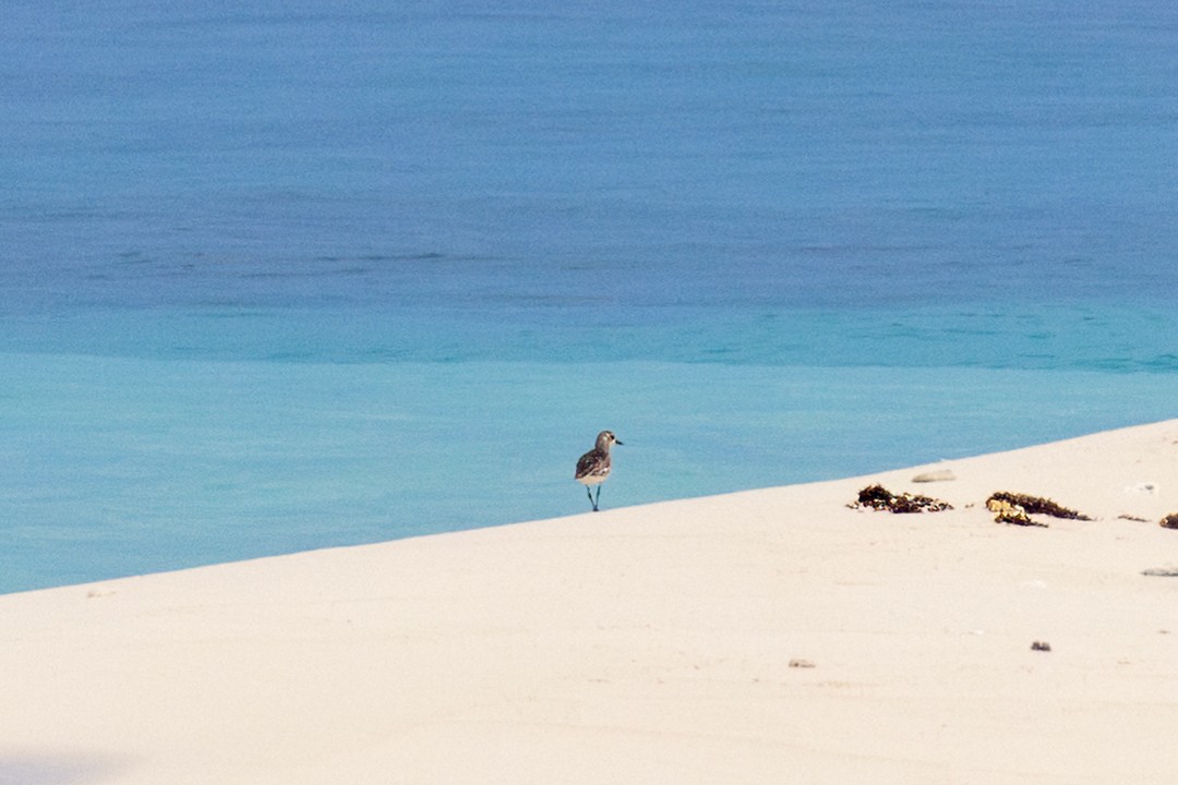 Black-bellied Plover - Eric Dyck