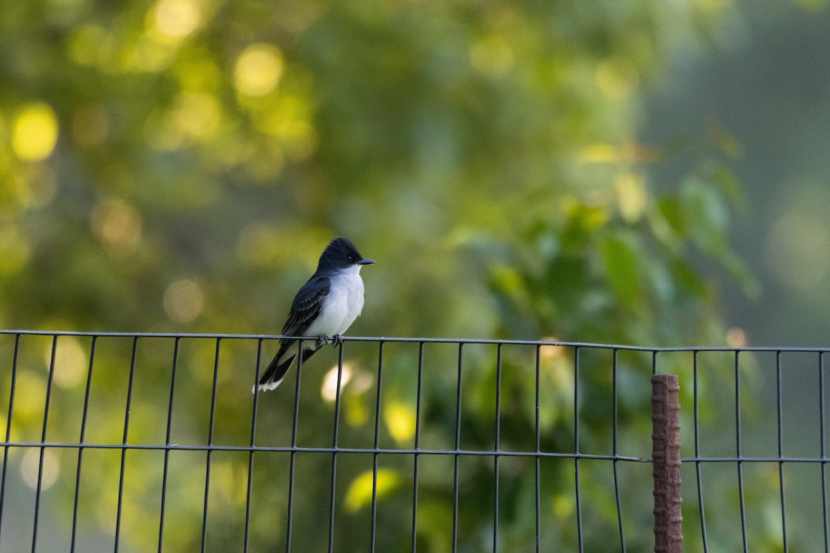 Eastern Kingbird - Alex Tey