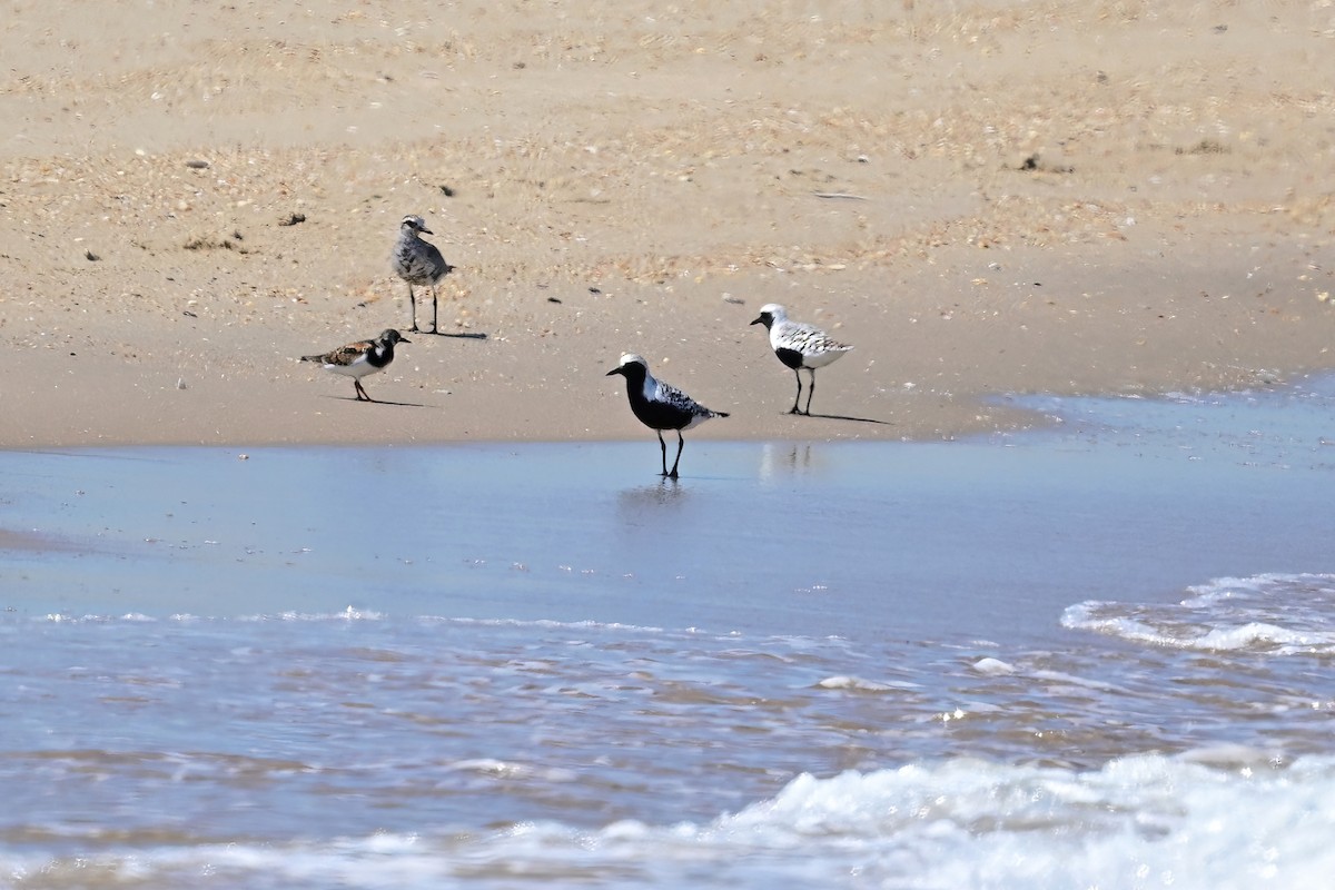 Black-bellied Plover - Eileen Gibney