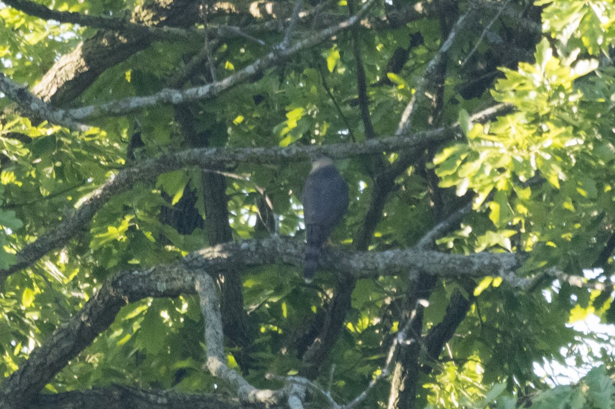 Cooper's Hawk - ML619469832