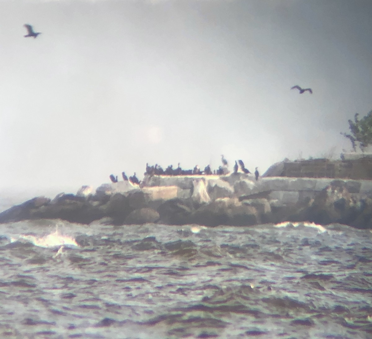 Double-crested Cormorant - KZ F