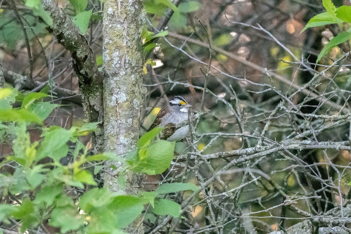 White-throated Sparrow - Kevin Powers