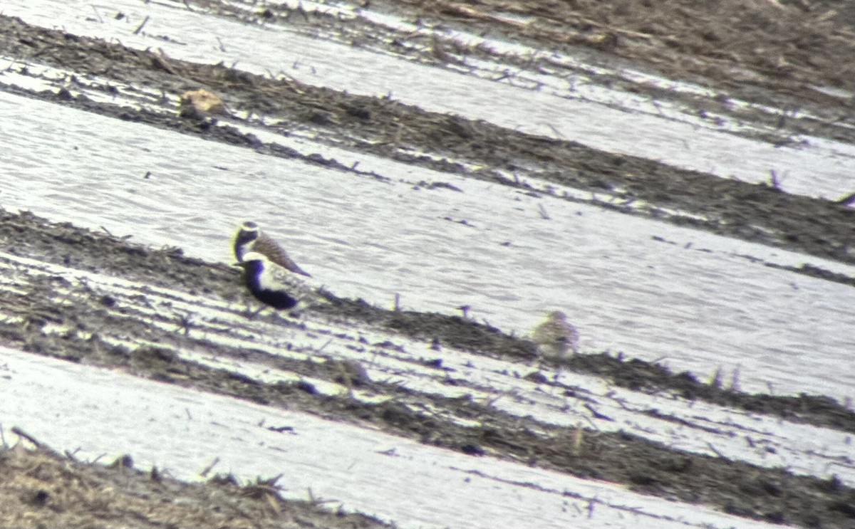 American Golden-Plover - Jerry Hampton