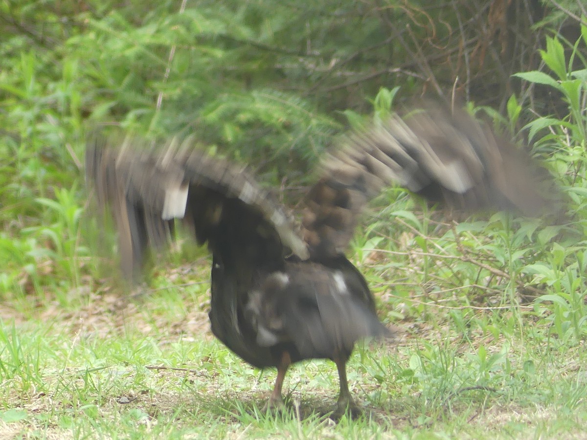 Turkey Vulture - ML619469845