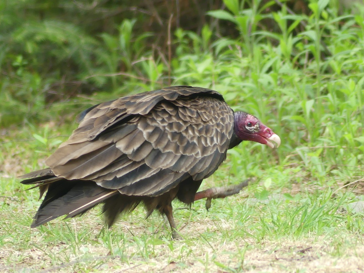 Turkey Vulture - claudine lafrance cohl