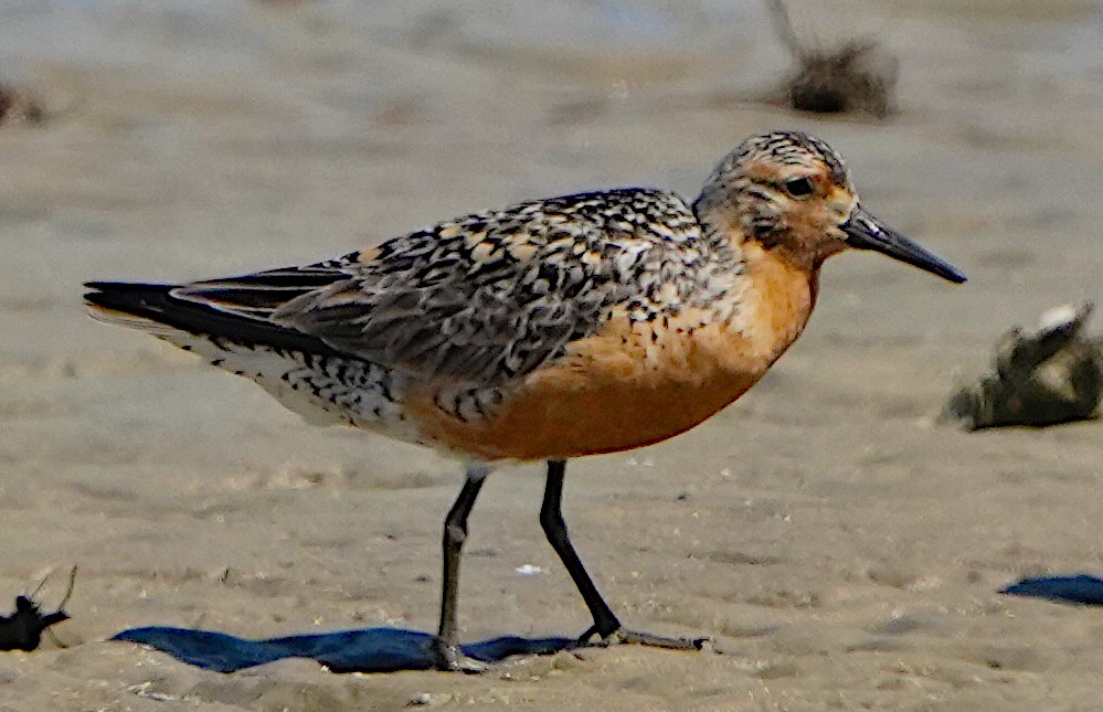 Red Knot - James Bourne