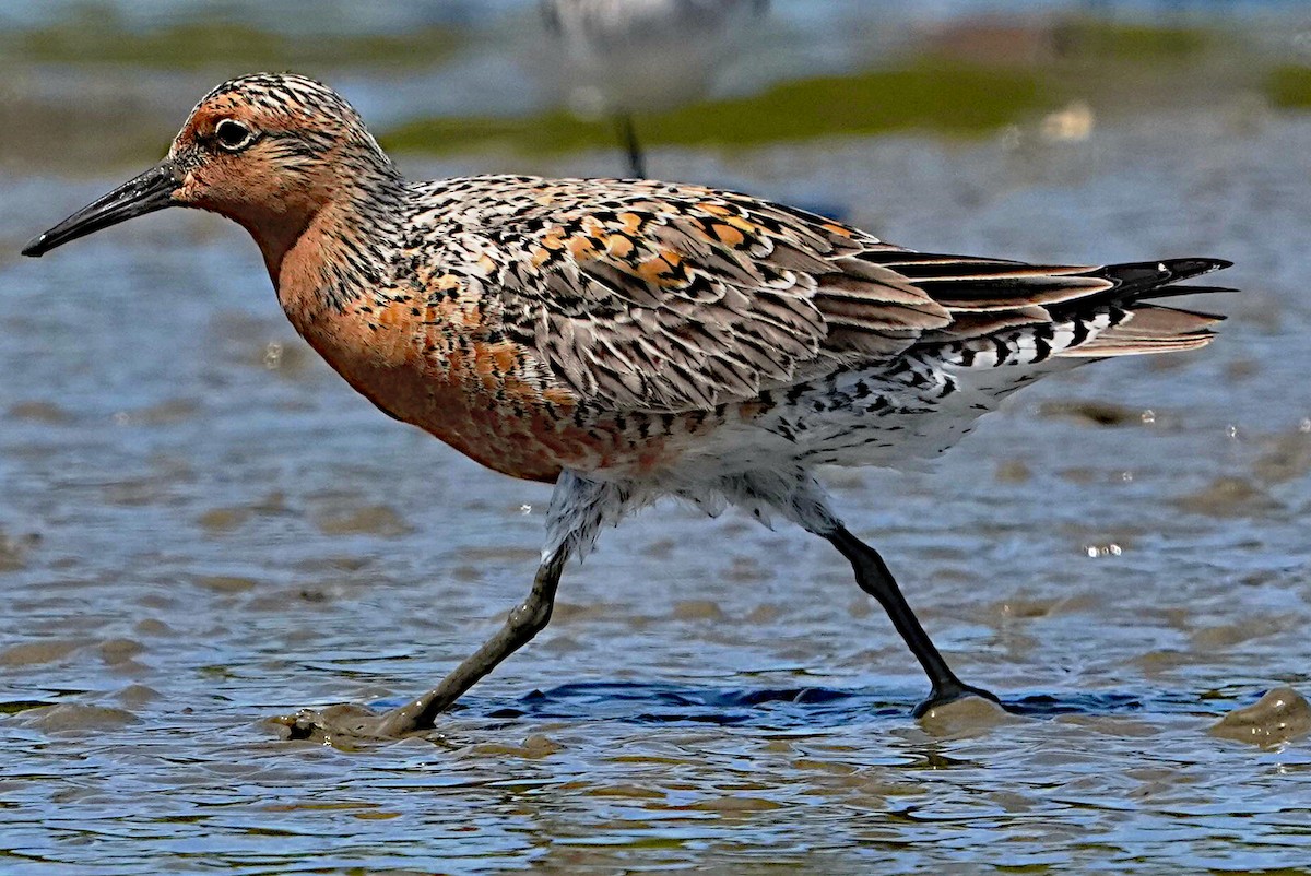 Red Knot - James Bourne