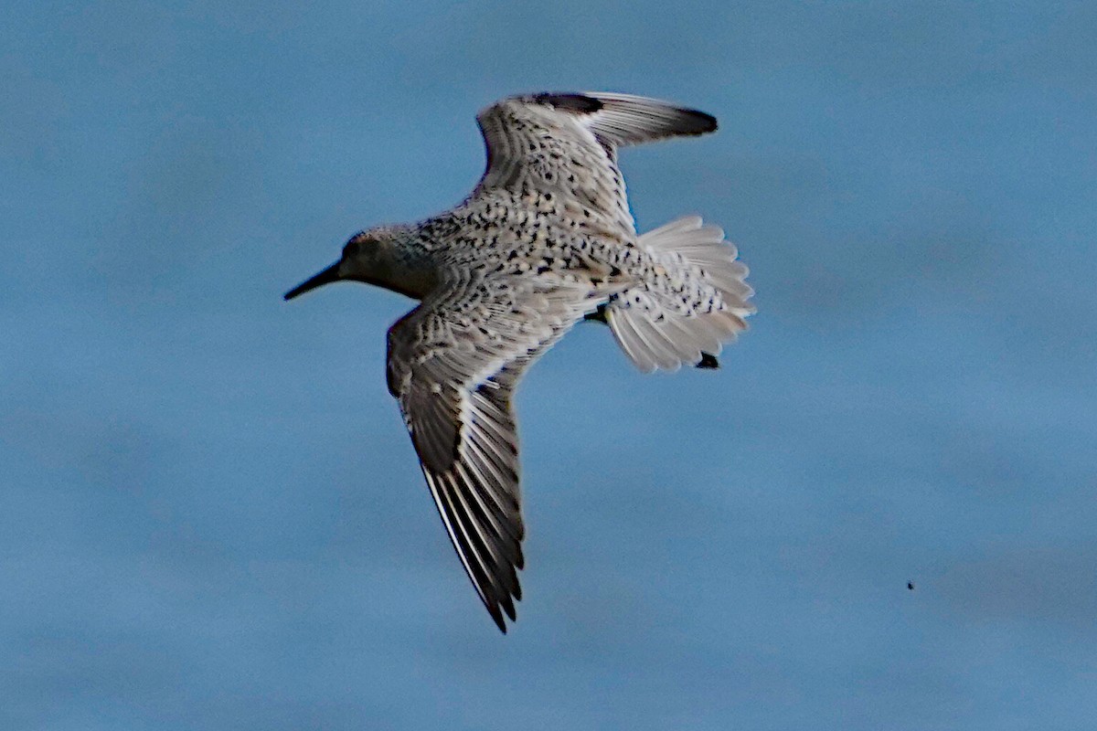 Red Knot - James Bourne