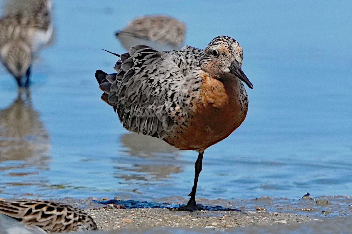 Red Knot - James Bourne