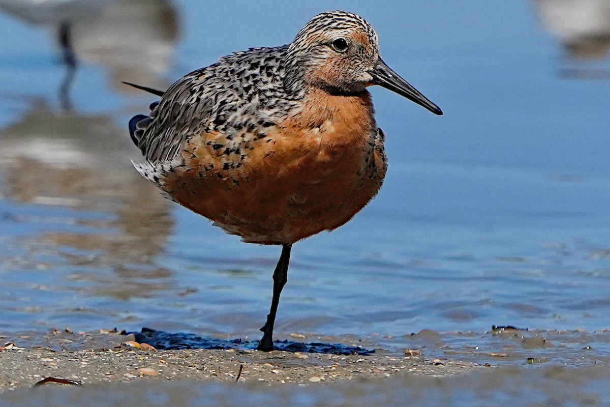 Red Knot - James Bourne