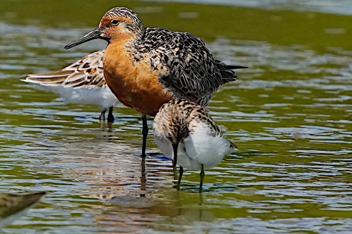 Red Knot - James Bourne