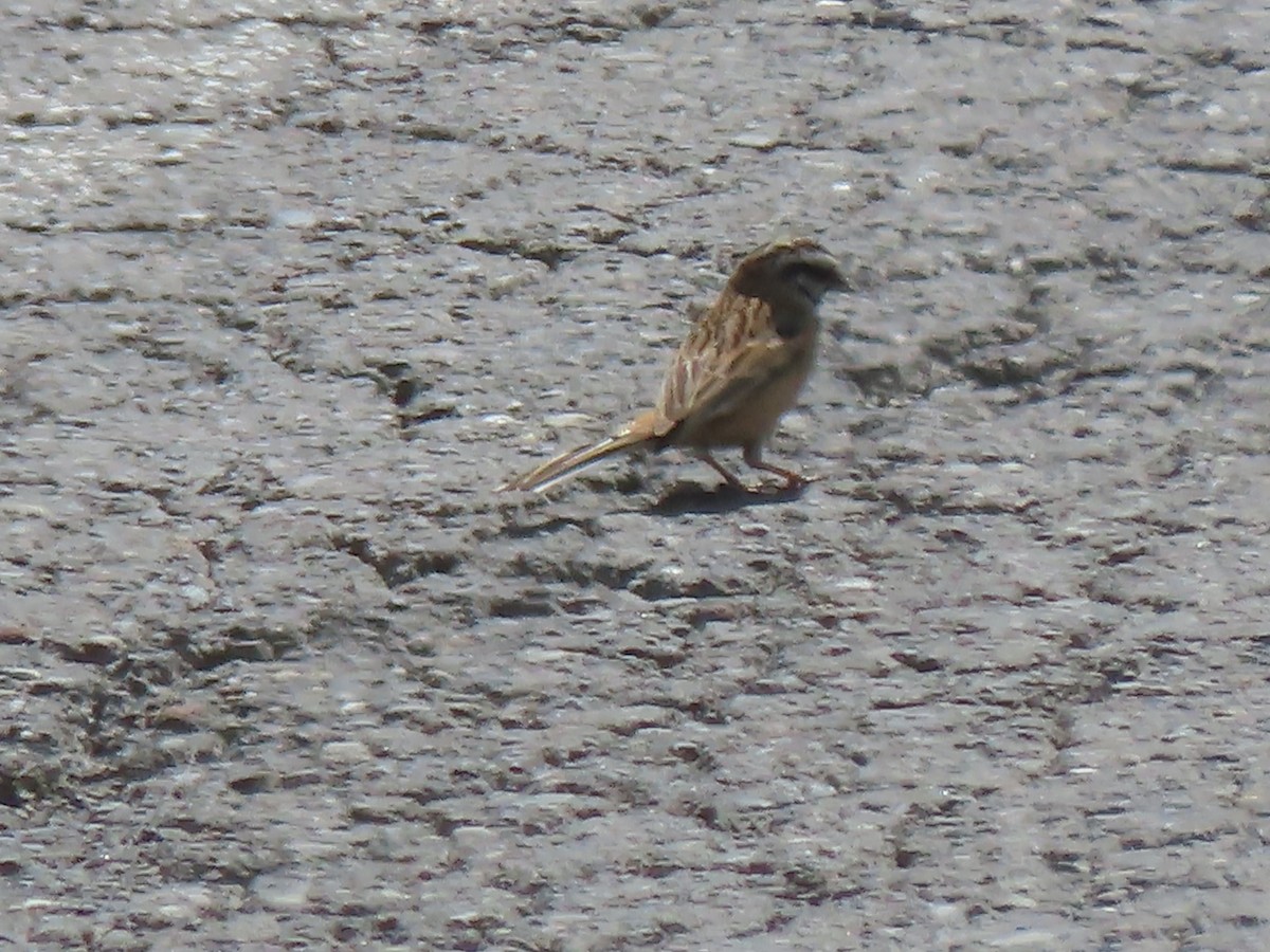 Rock Bunting - Doug Kibbe