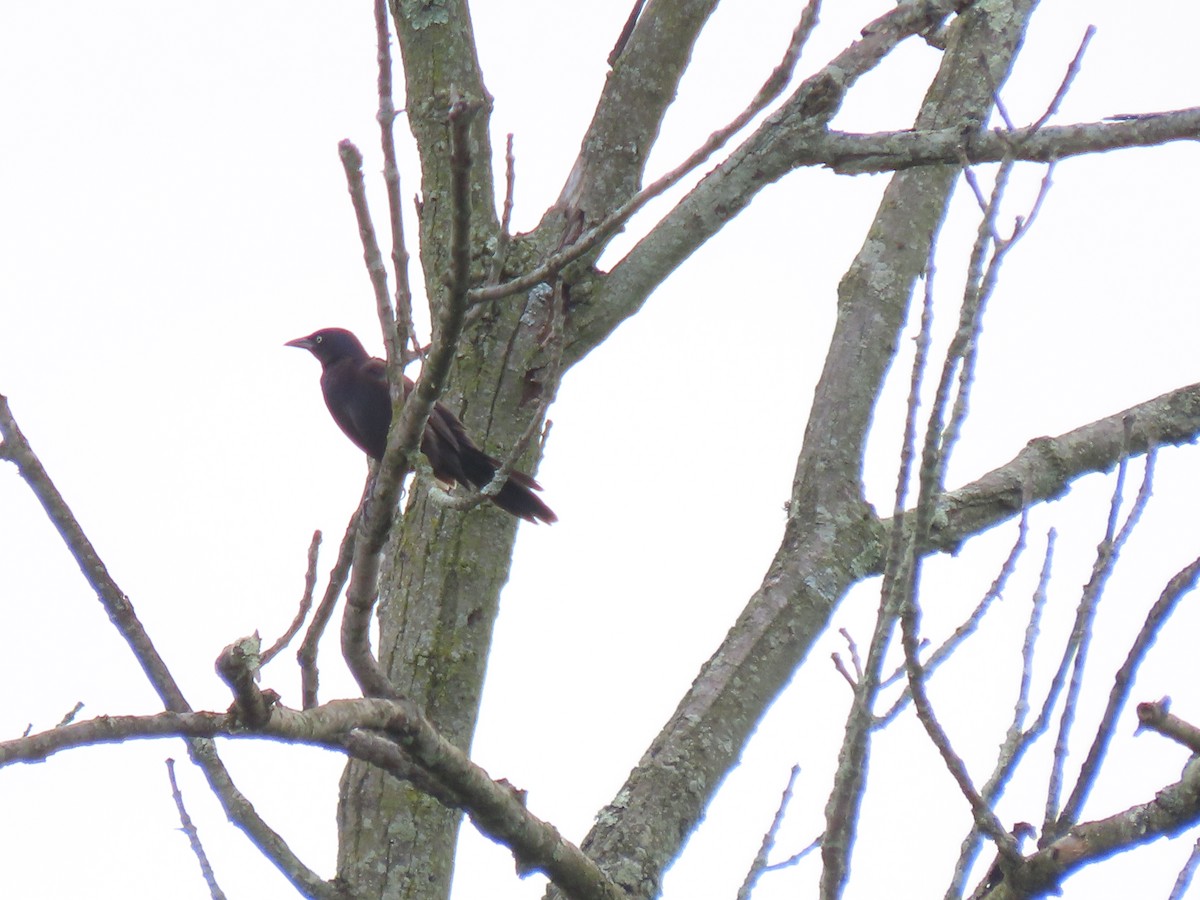 Common Grackle - Jo Spilde