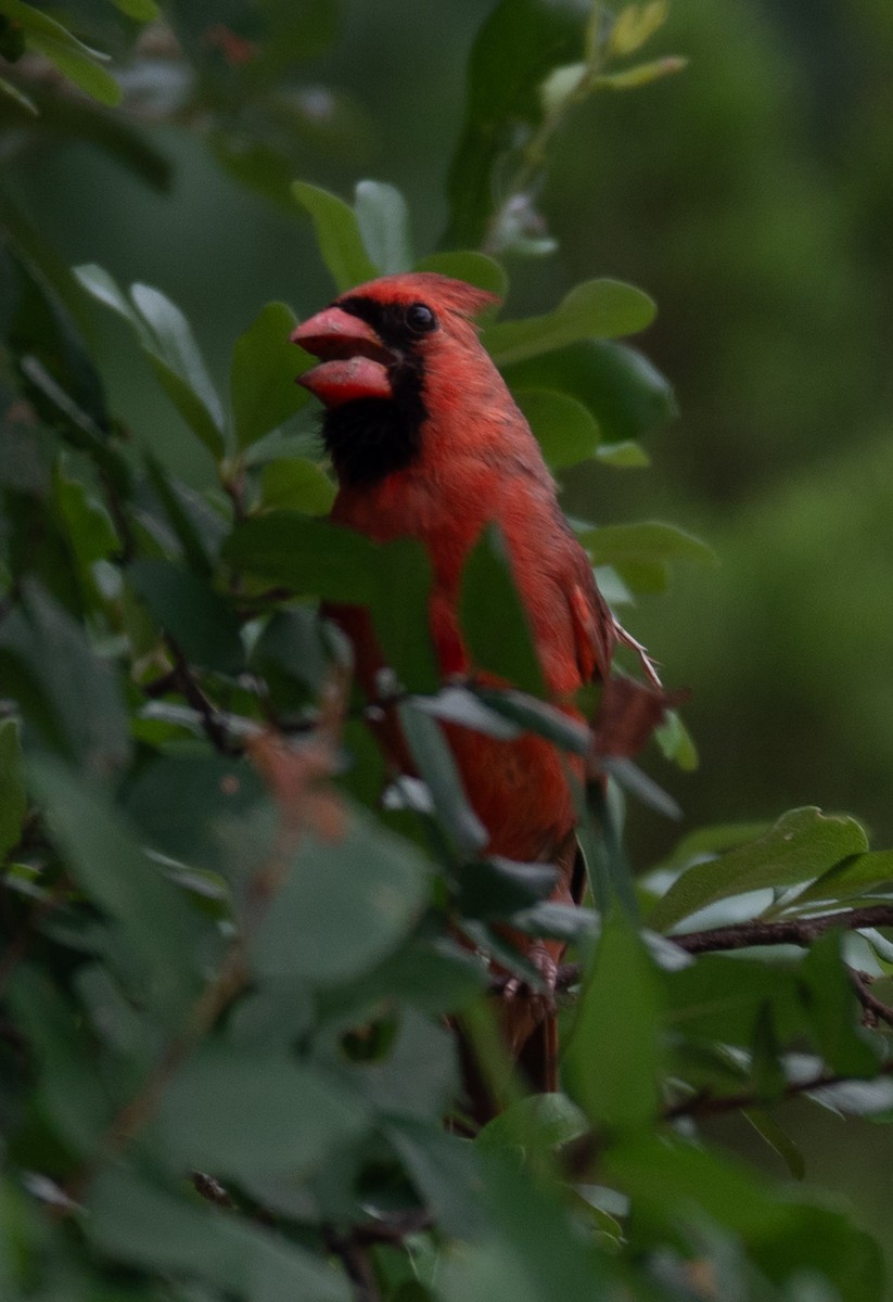 Northern Cardinal - Rachel Zierzow