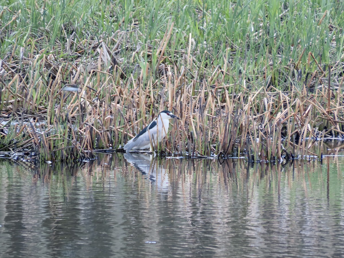 Black-crowned Night Heron - Dona Trodd