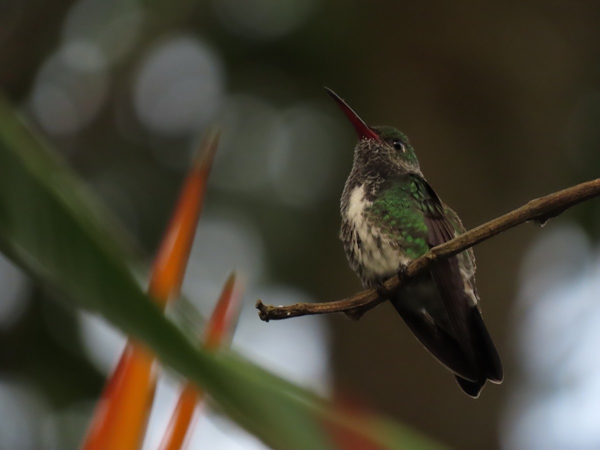 Glittering-throated Emerald - Cristian Cufiño