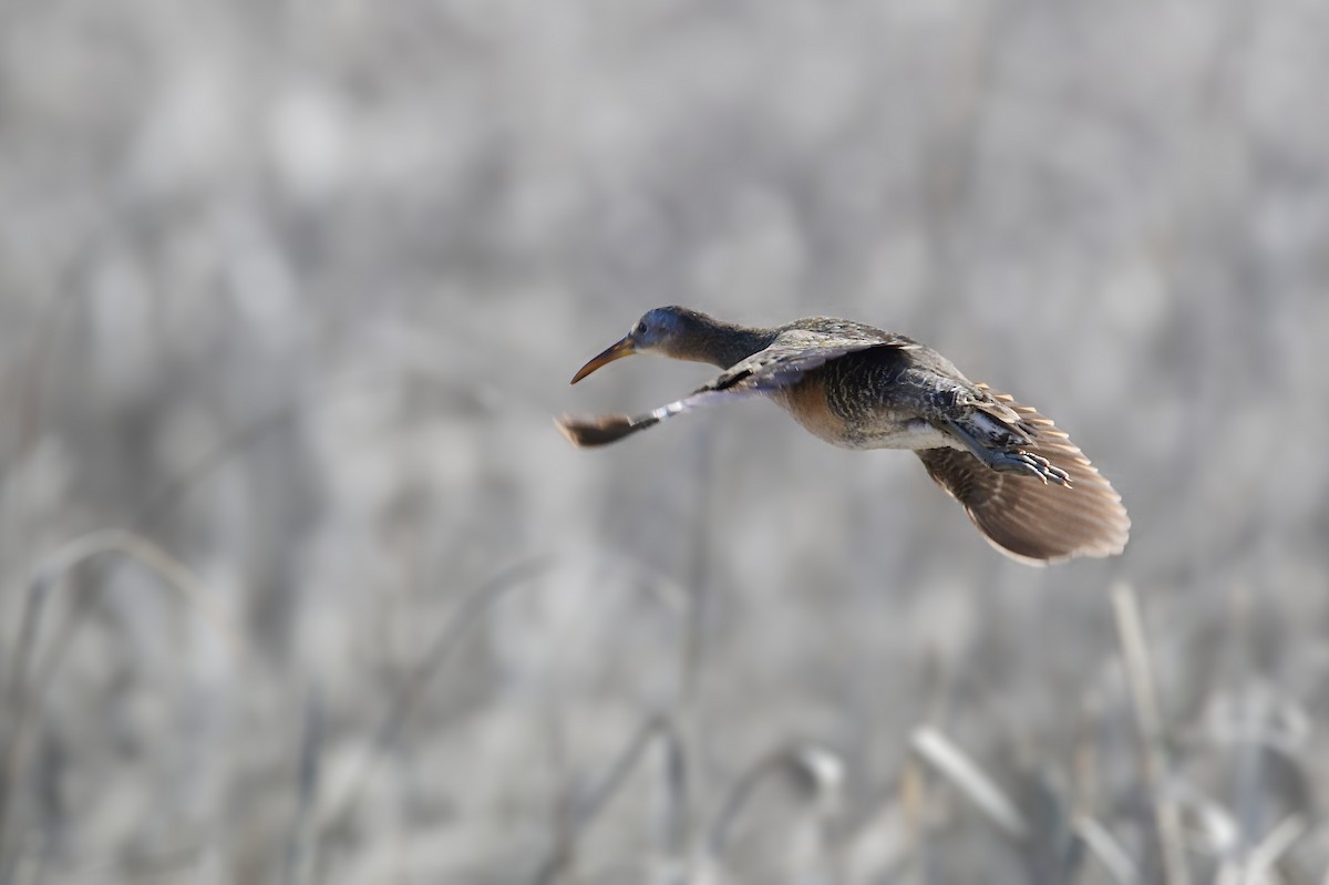 Clapper Rail - ML619469910