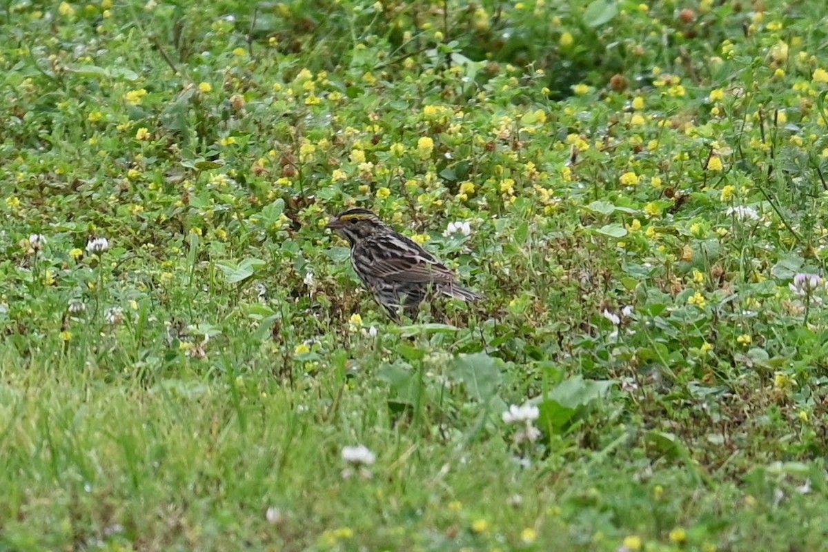 Savannah Sparrow - Skylar Carson-Reynolds