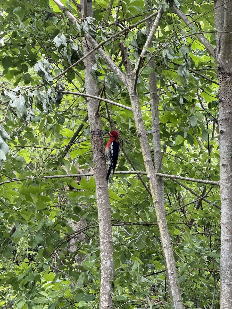 Red-breasted Sapsucker - Robert Higgins