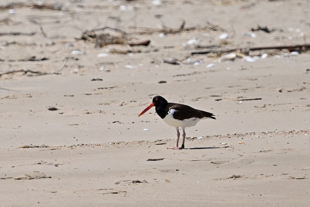 American Oystercatcher - Eileen Gibney