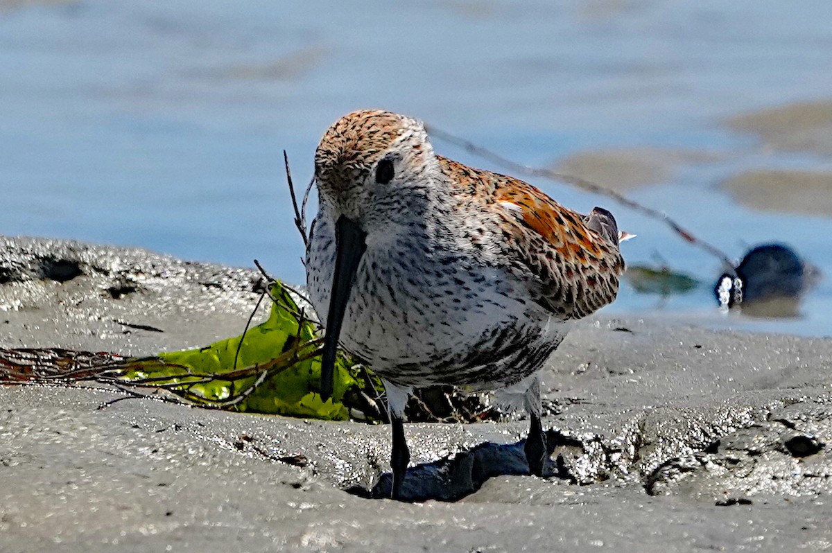 Dunlin - James Bourne