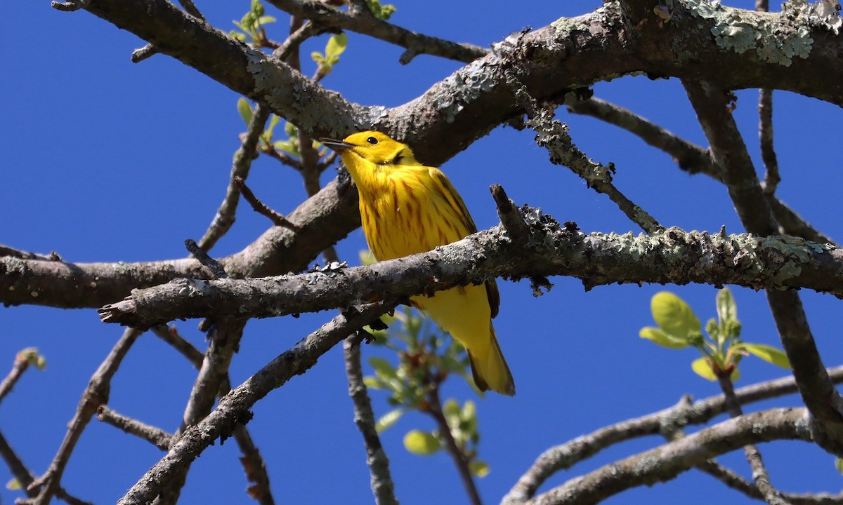 Yellow Warbler - Stefan Mutchnick