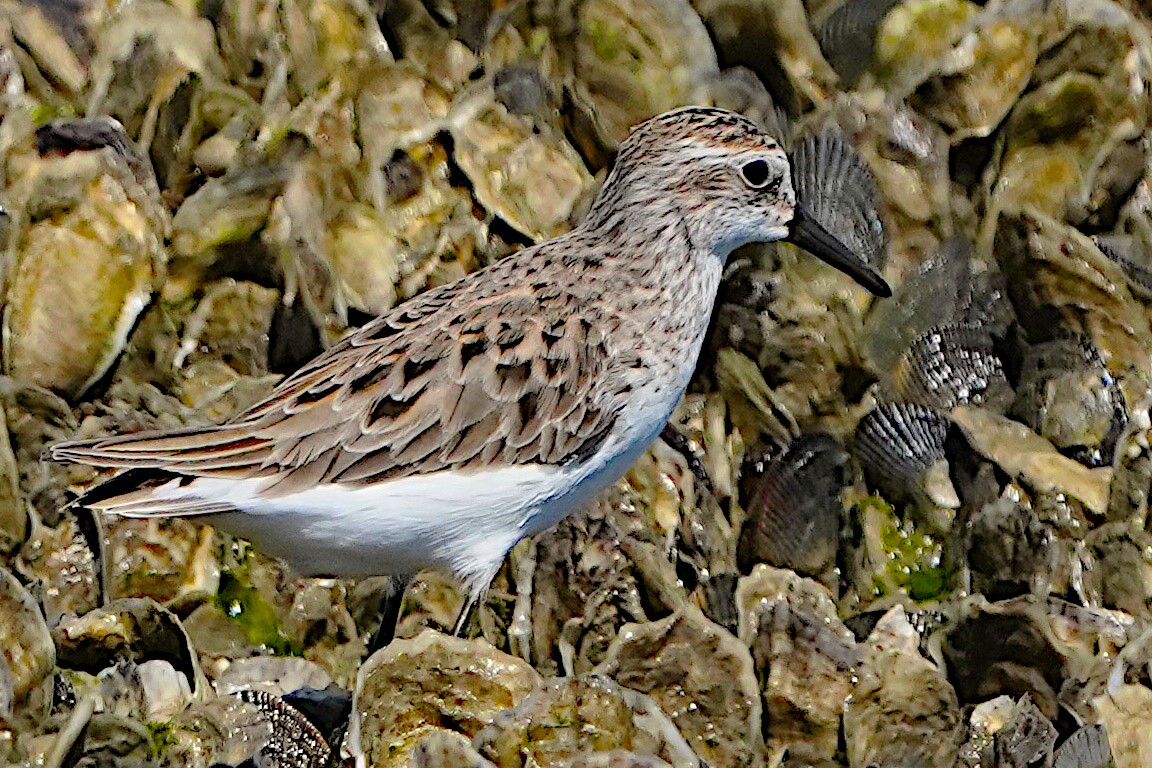 Least Sandpiper - James Bourne