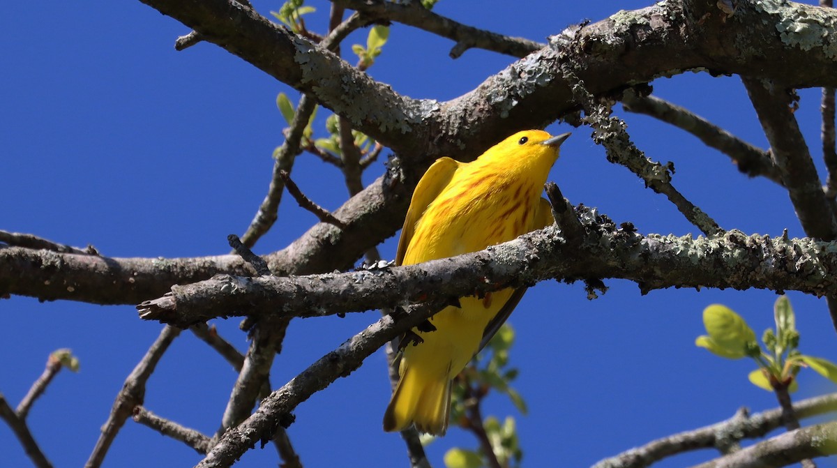 Yellow Warbler - Stefan Mutchnick