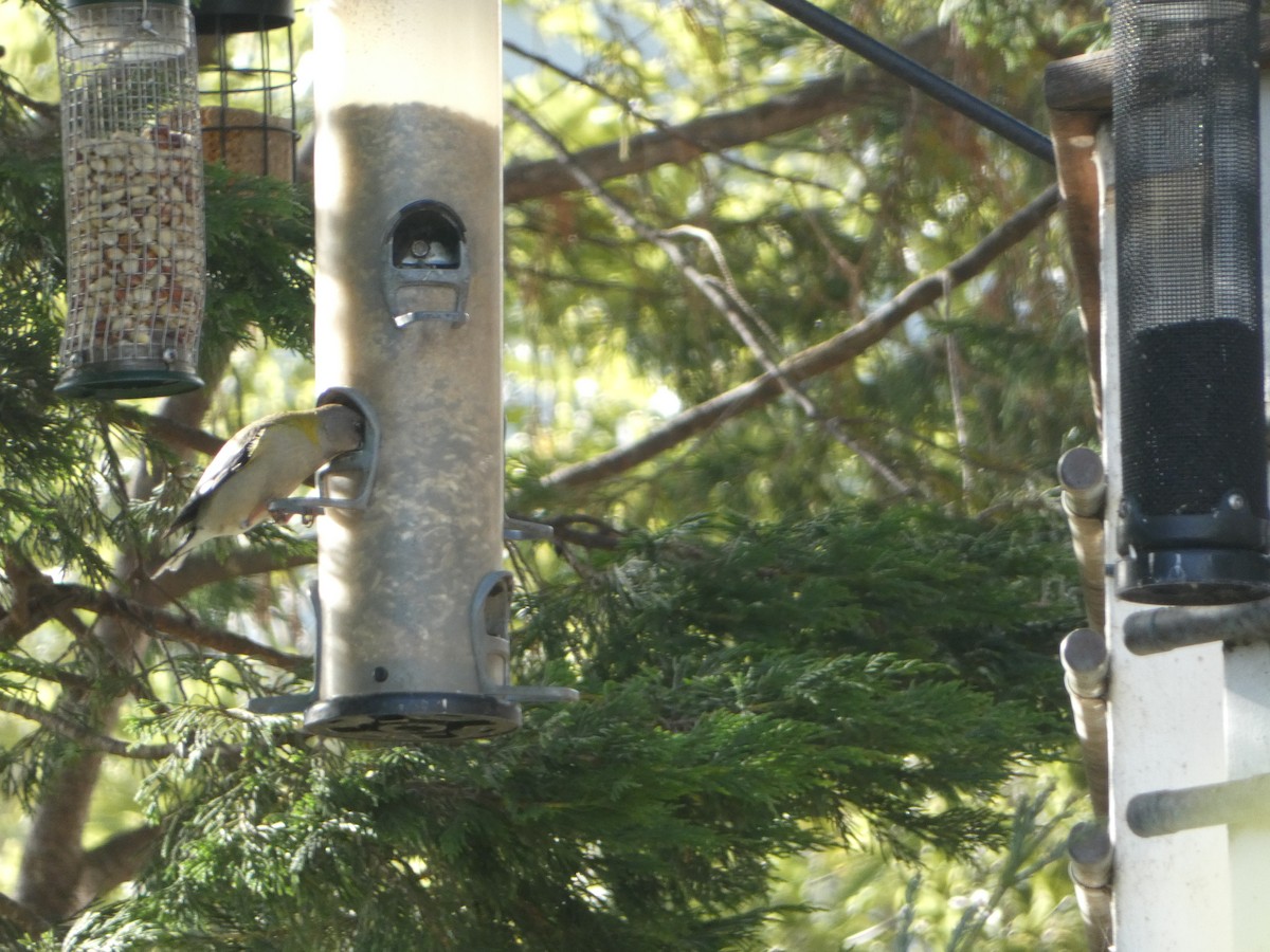 Evening Grosbeak - Marty Freeland