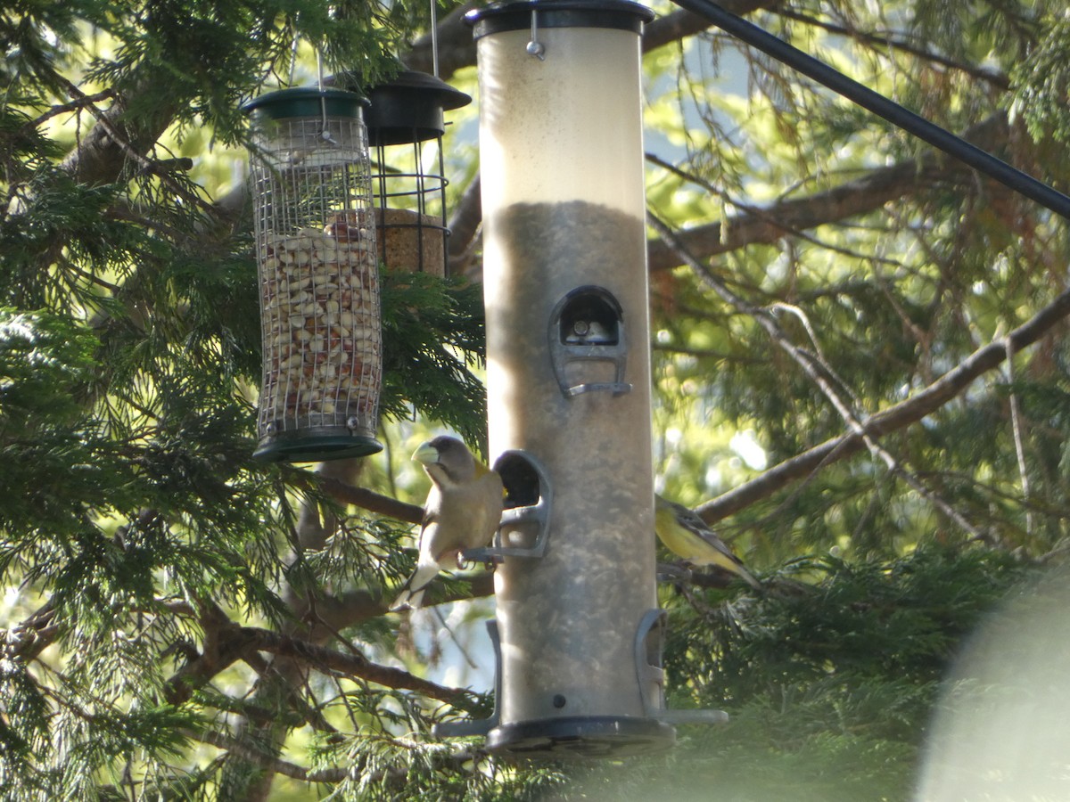 Evening Grosbeak - Marty Freeland