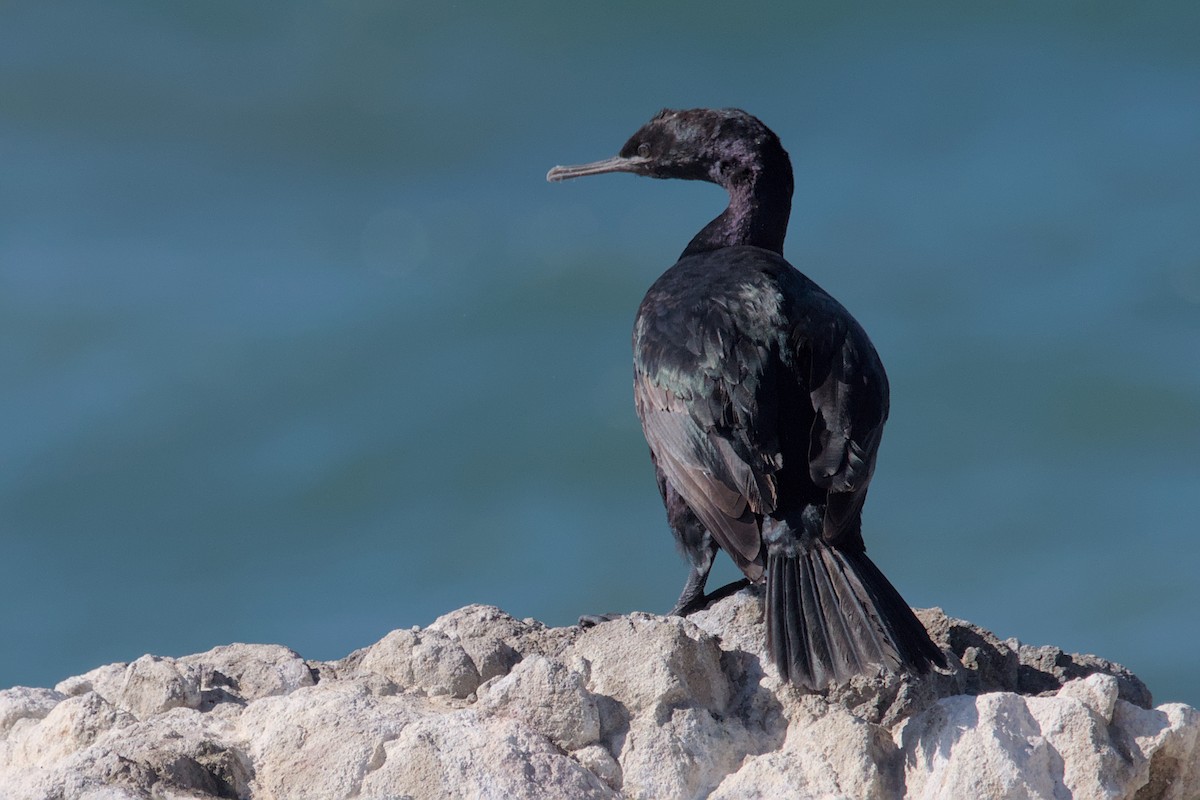 Pelagic Cormorant - Cat Zoroark