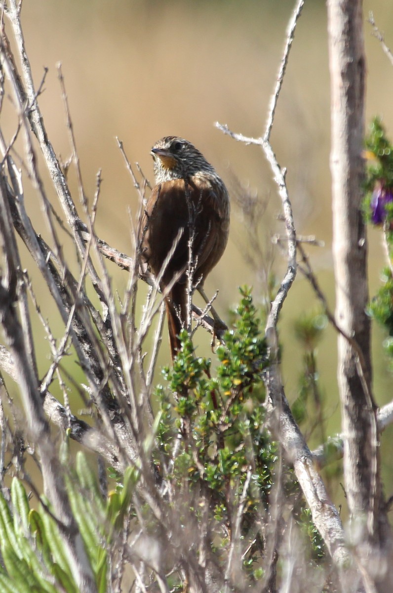 Line-fronted Canastero - Pierina A. Bermejo