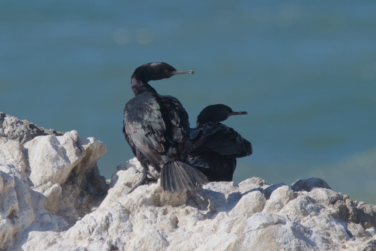 Pelagic Cormorant - Cat Zoroark