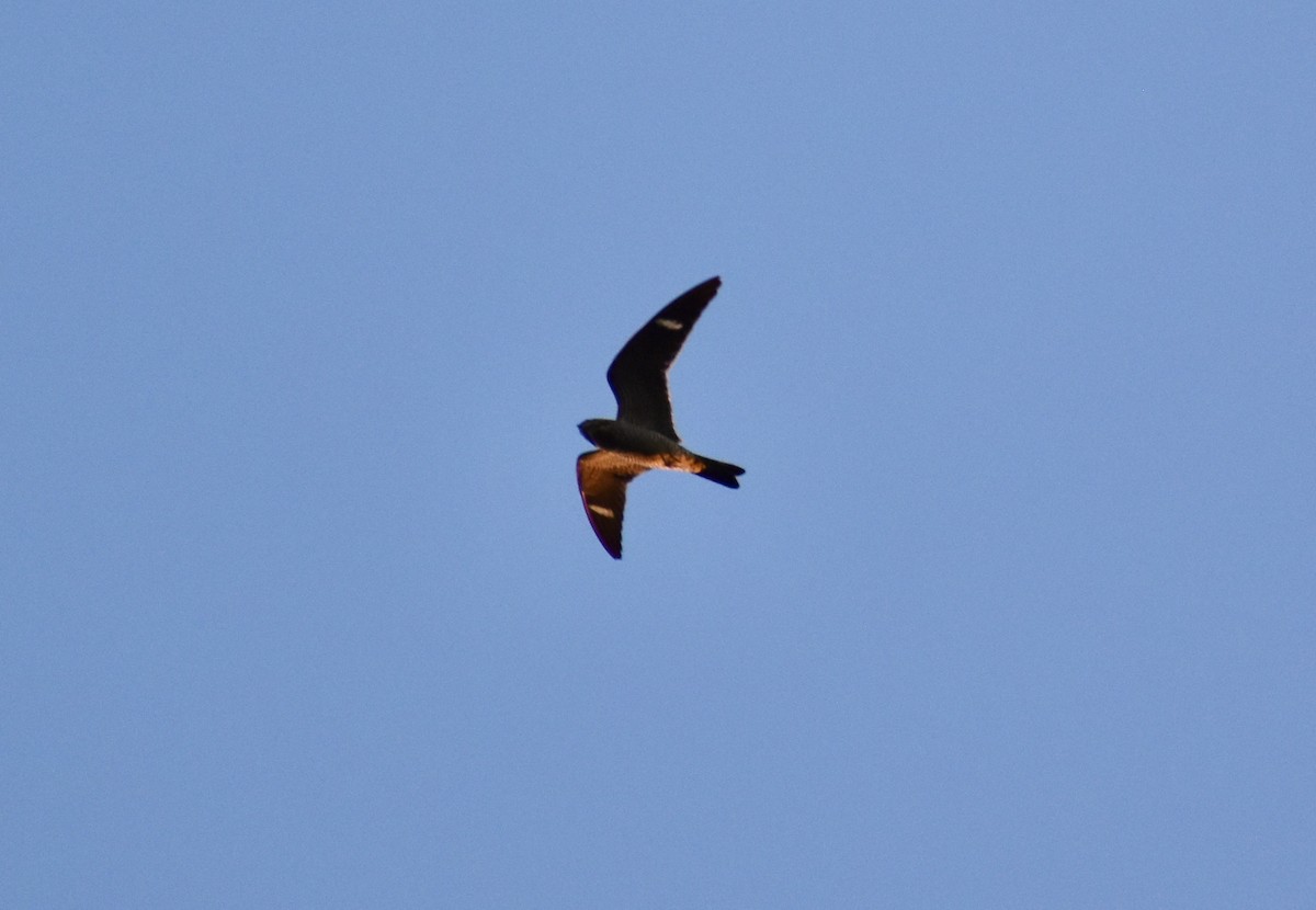 Common Nighthawk - Courtney Ables