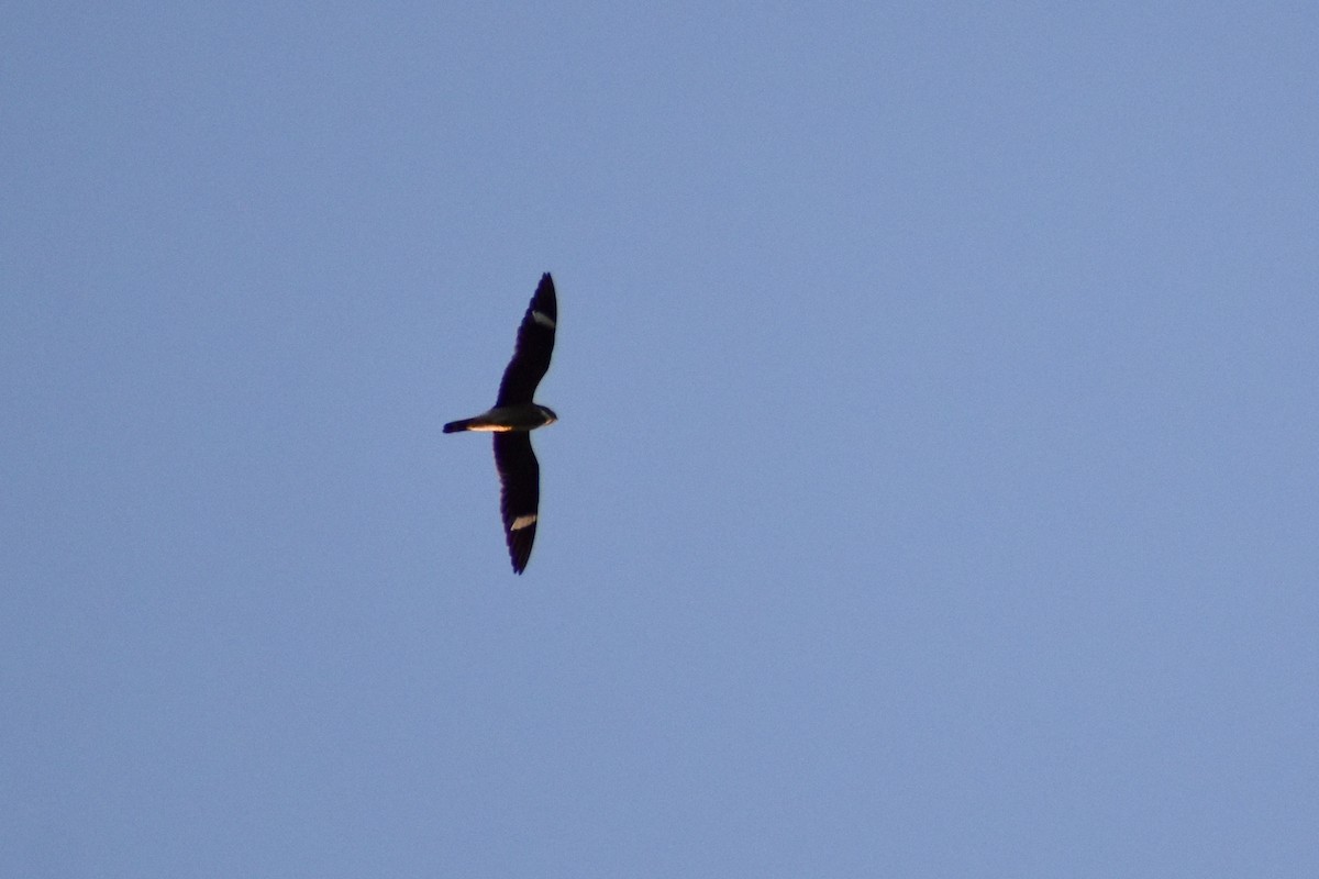 Common Nighthawk - Courtney Ables