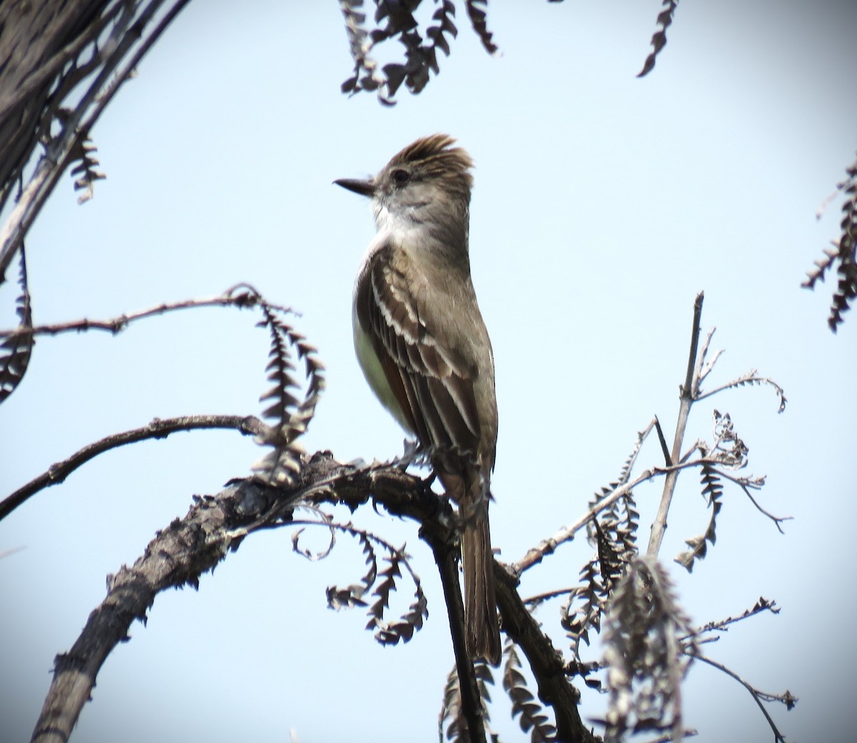 Ash-throated Flycatcher - Michael Long