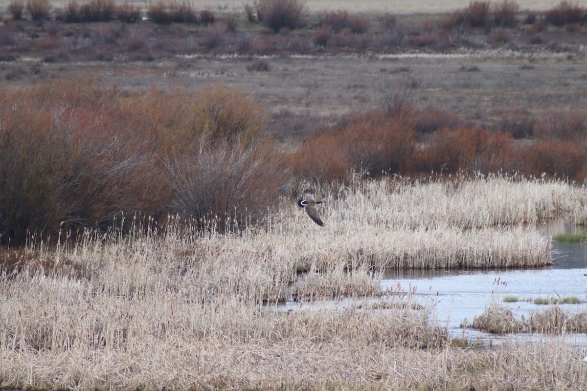 Canada Goose - Mark Kamprath