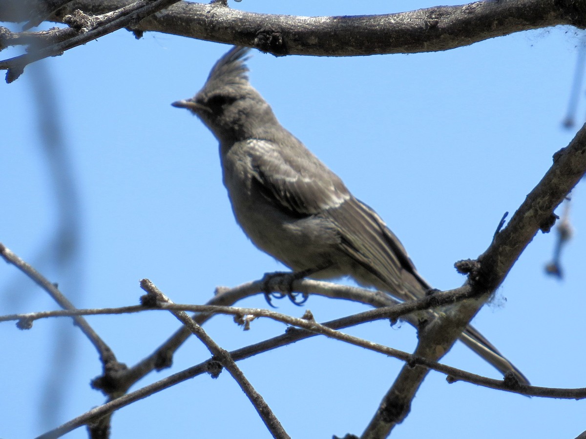 Phainopepla - Susan Patla