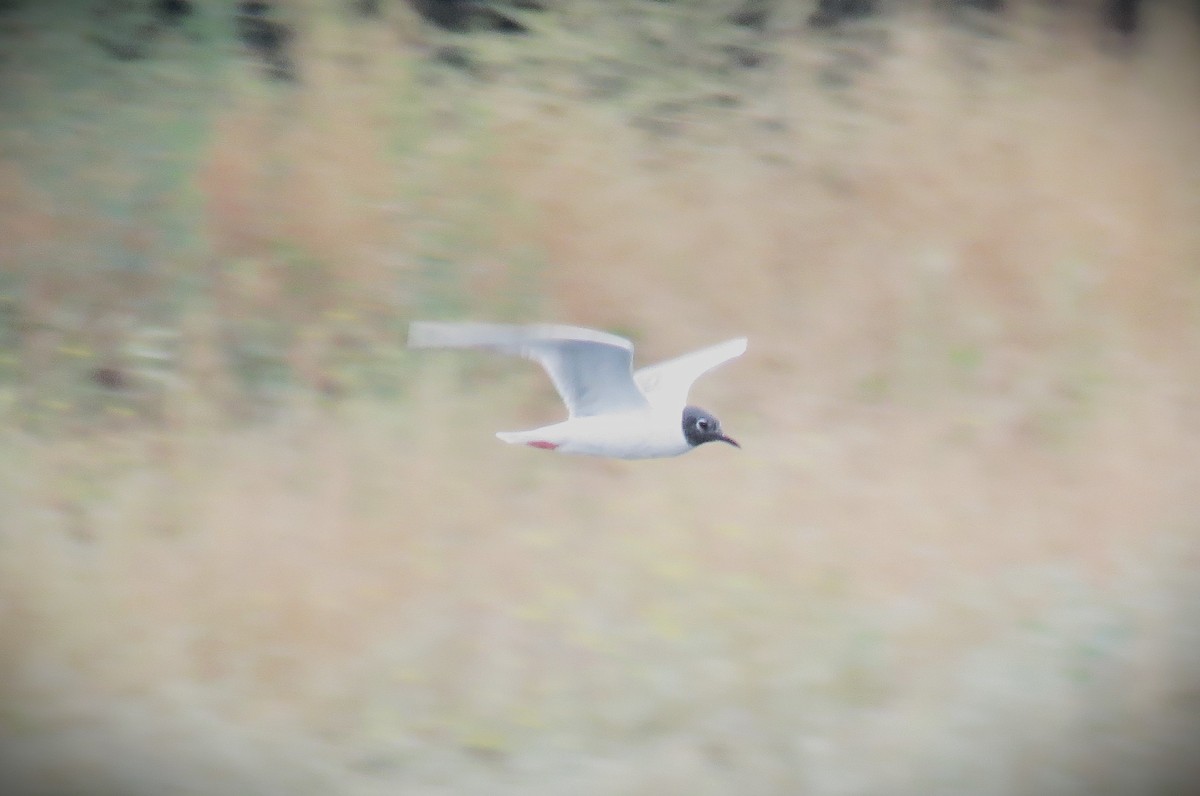 Bonaparte's Gull - Michael Long