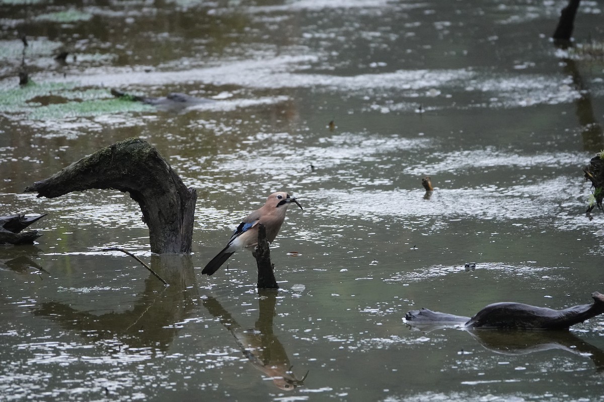 Eurasian Jay - ML619469985