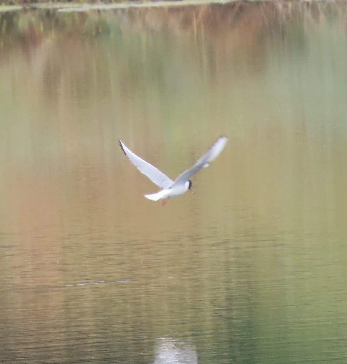 Bonaparte's Gull - Michael Long